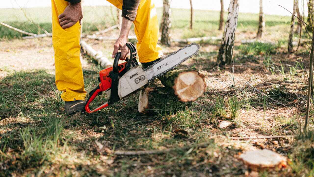 The Steps Involved in Our Tree Care Process in Roosevelt Gardens, FL